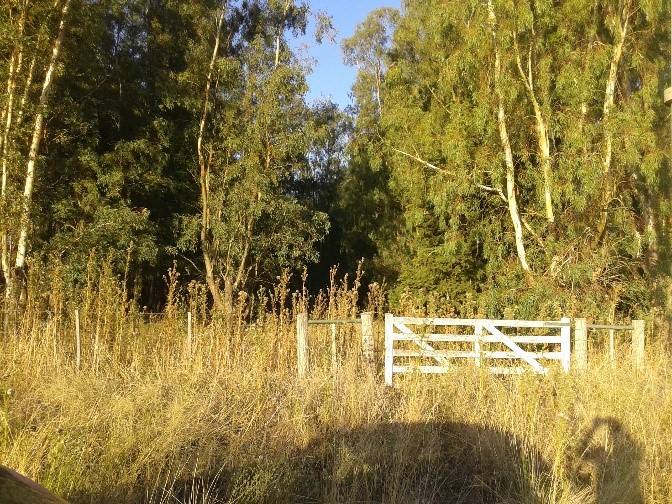 cunnigham carhue