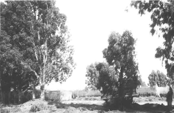 ruta 33 acceso carhue apertura