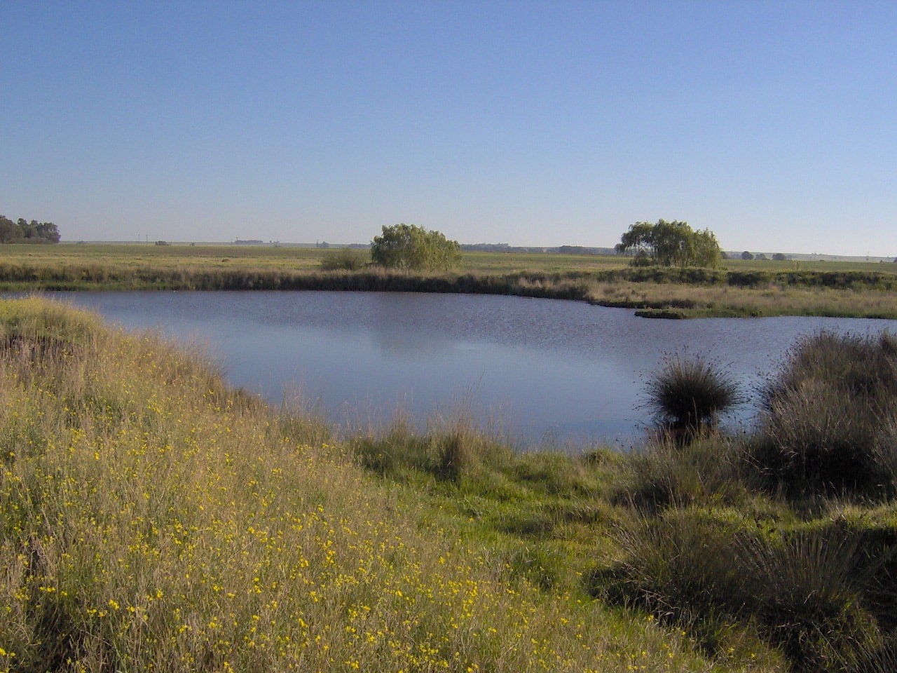 Club  pesca carhue tajamar